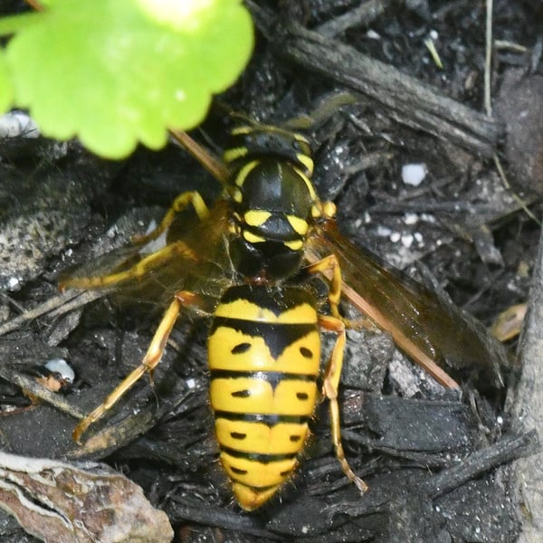 Vespula flavopilosa