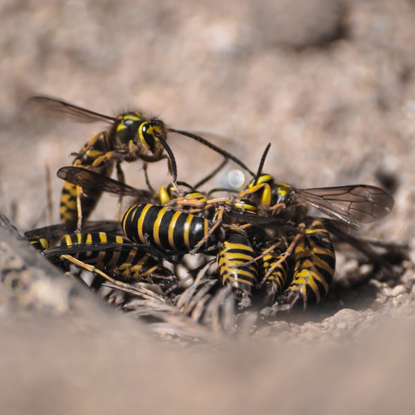 Vespula squamosa