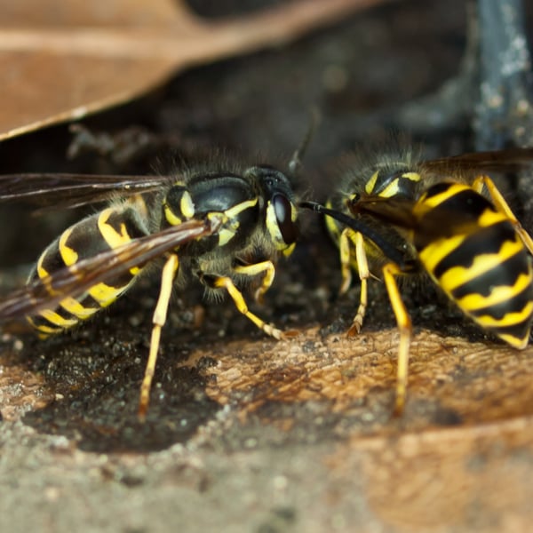 Vespula alascensis