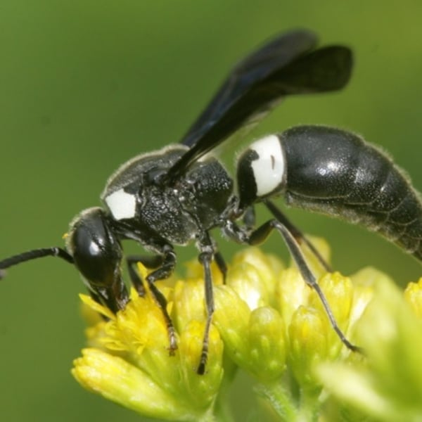 Monobia quadridens