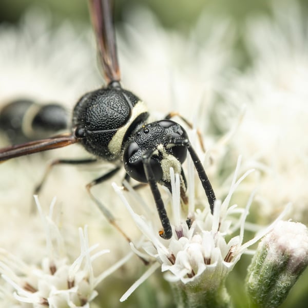 Eumenes fraternus