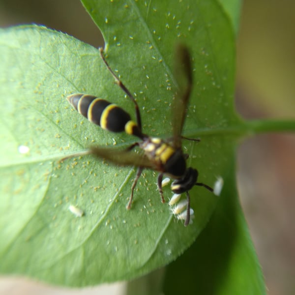 Polybia occidentalis