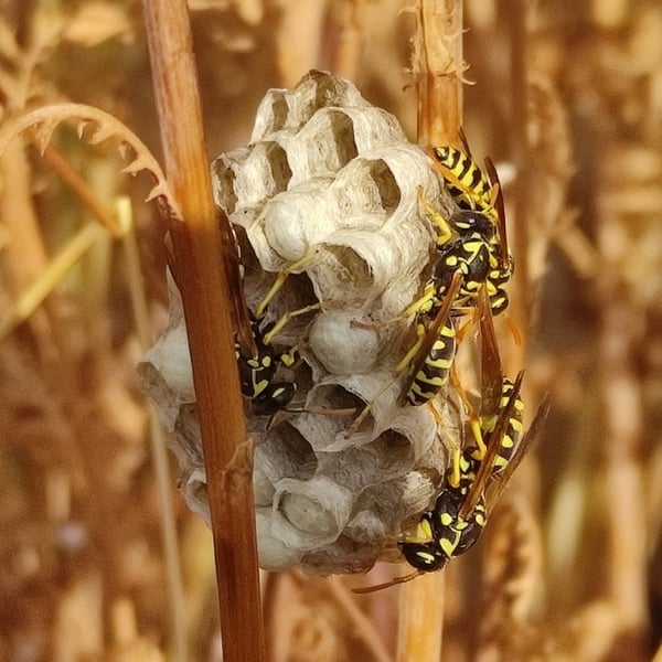 Polistes