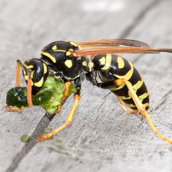 Polistes dominula