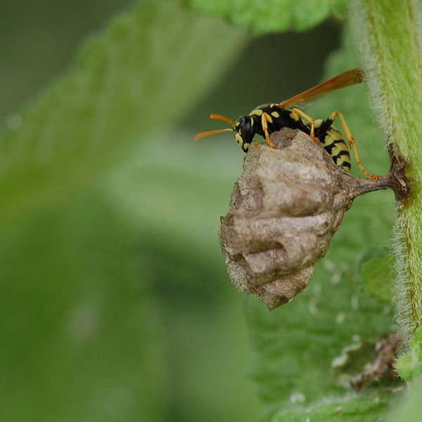 Polistes gallicus