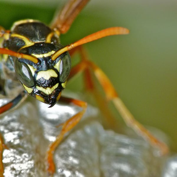 Polistes chinensis