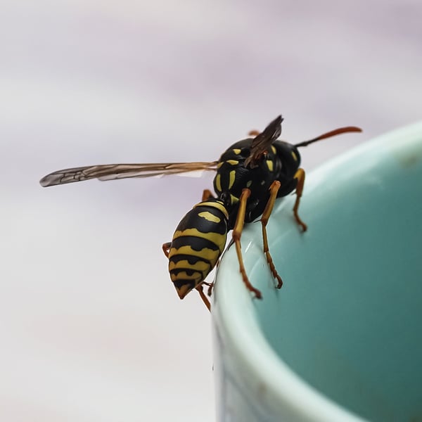 Polistes nimpha