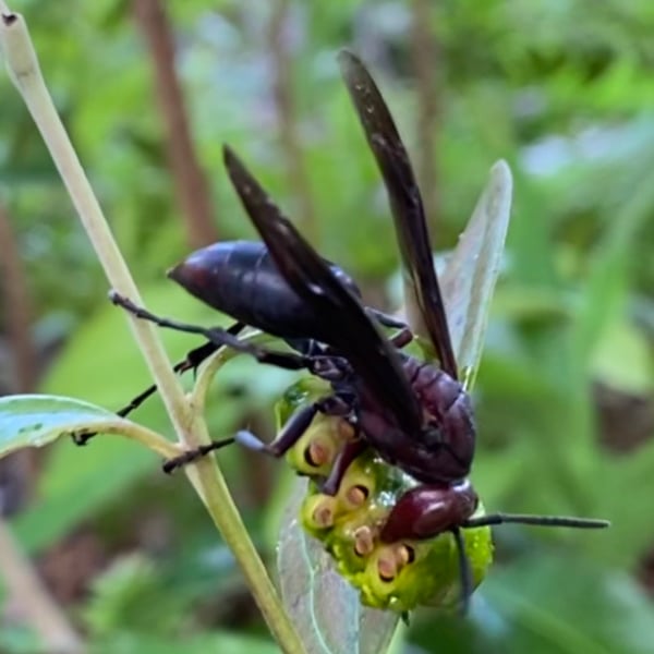 Polistes gigas