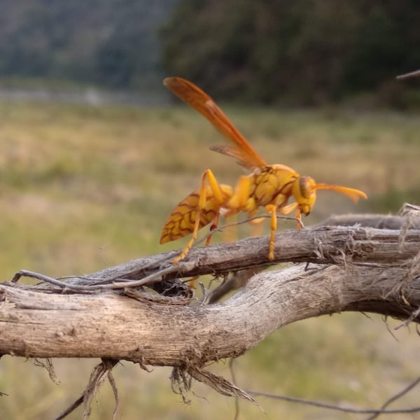 Polistes olivaceus