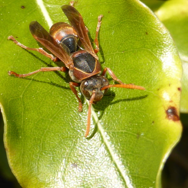 Polistes humilis