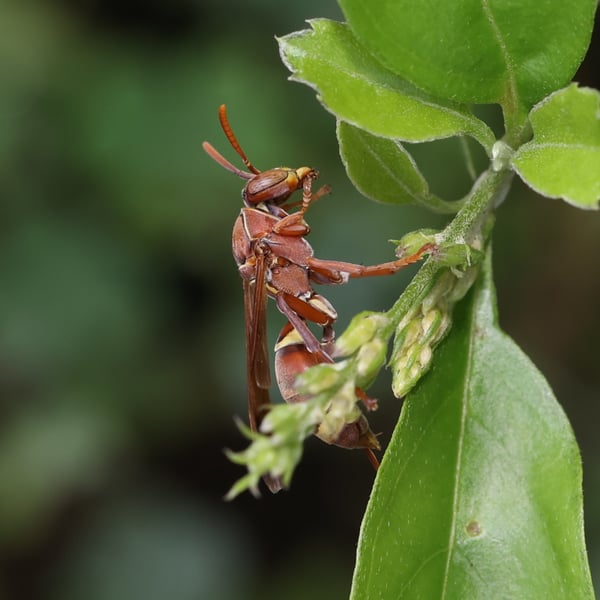 Polistes stigma