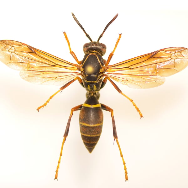 Polistes fuscatus