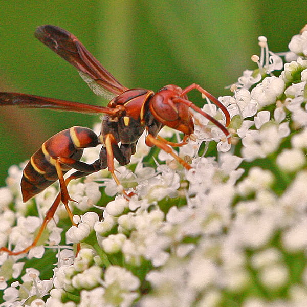 Polistes dorsalis