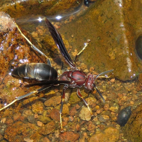 Polistes metricus