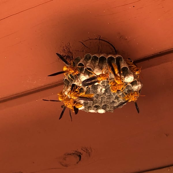 Polistes flavus