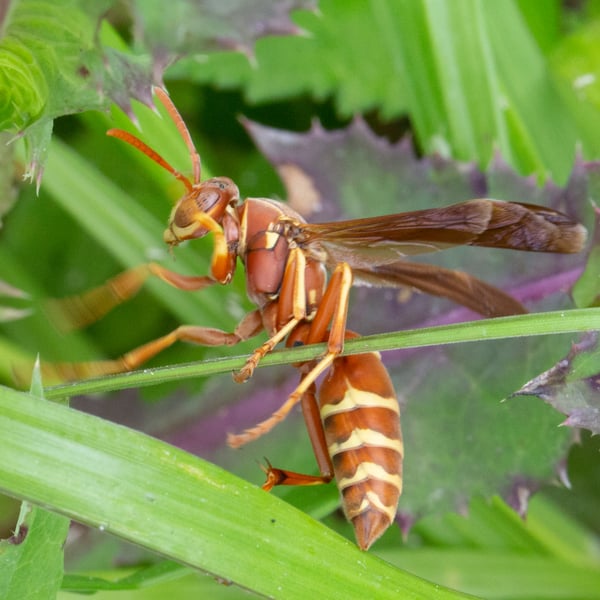 Polistes bellicosus