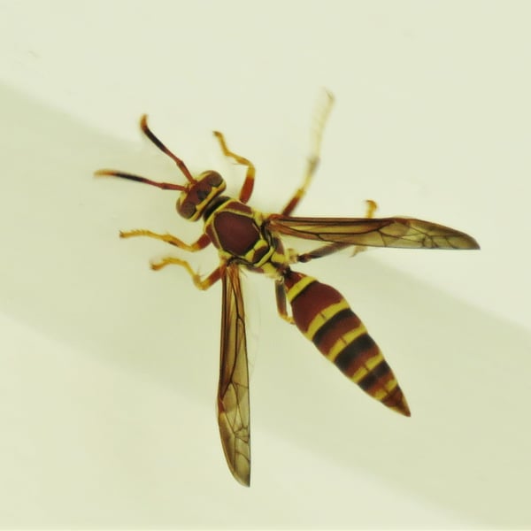 Polistes exclamans