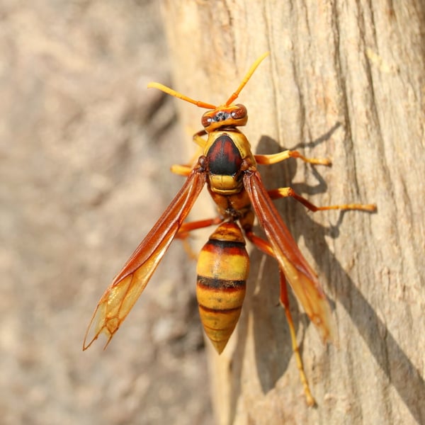 Polistes carnifex