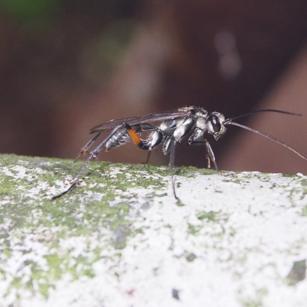 Pompilidae