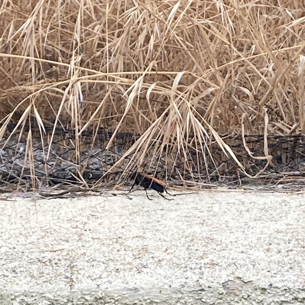 Pepsis mildei