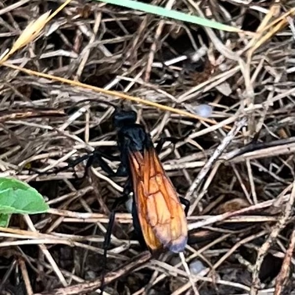 Entypus unifasciatus