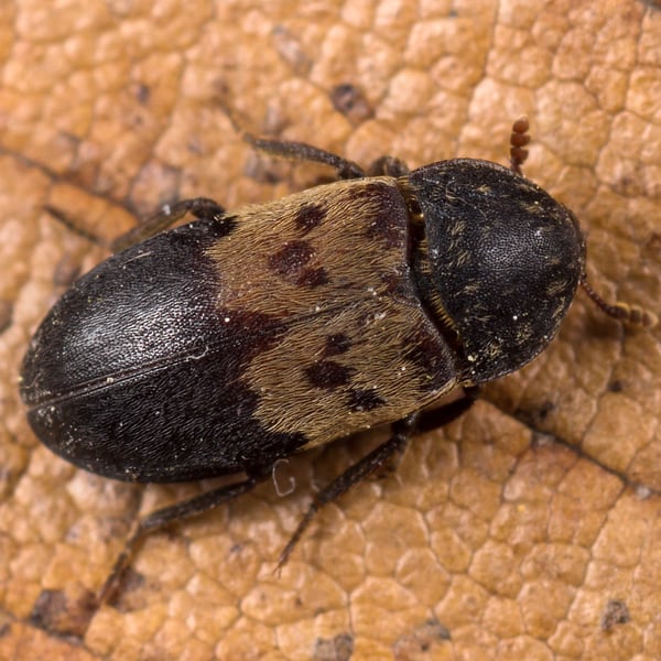 Dermestes lardarius