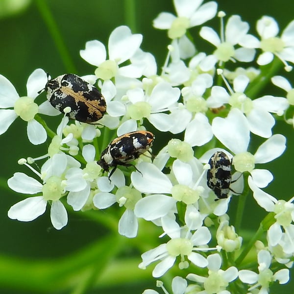 Anthrenus scrophulariae