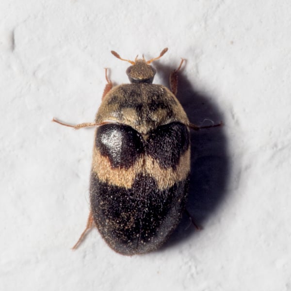 Attagenus