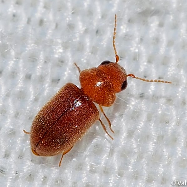 Lasioderma