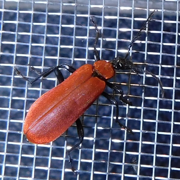 Pyrochroa coccinea