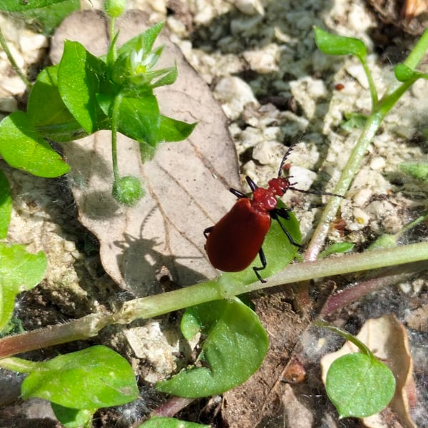 Pyrochroa serraticornis