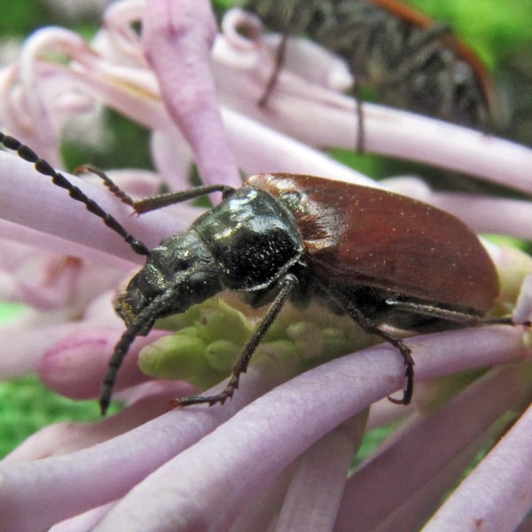 Tenebrionidae