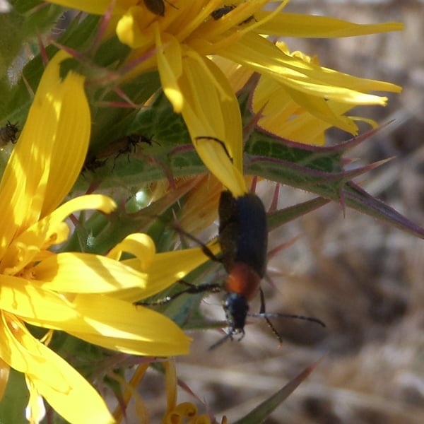 Heliotaurus ruficollis