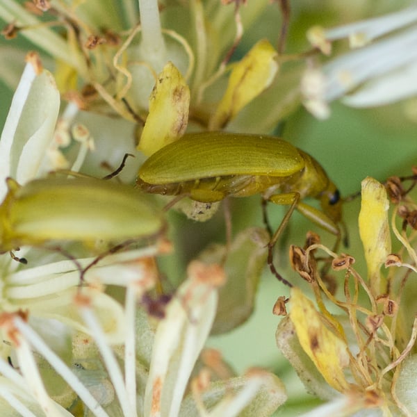 Cteniopus sulphureus