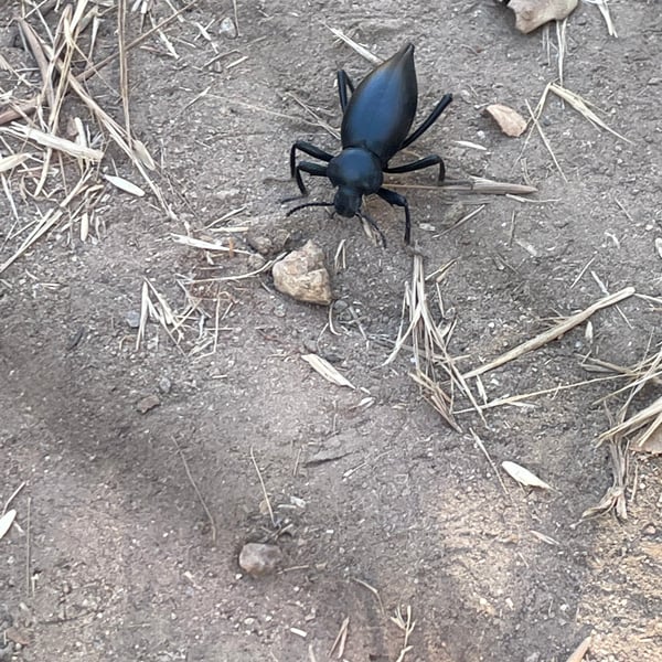 Eleodes acuticauda