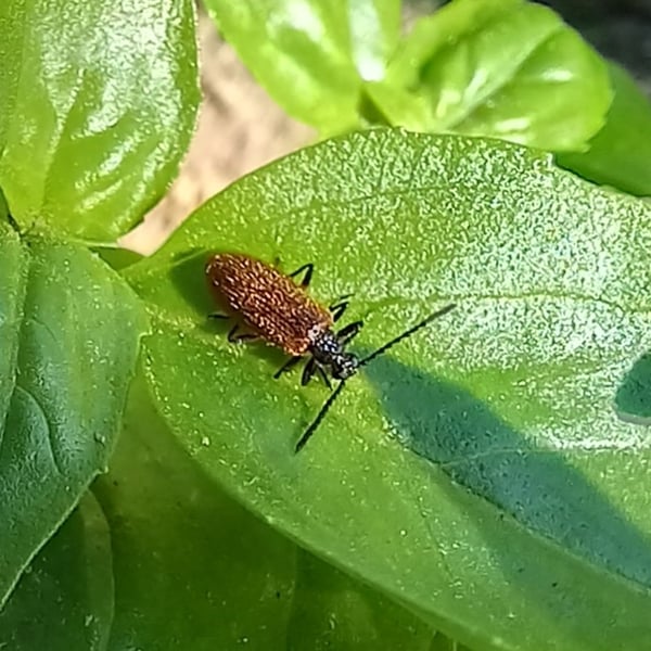 Lagria