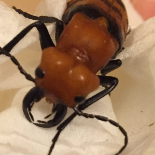 Cissites auriculata