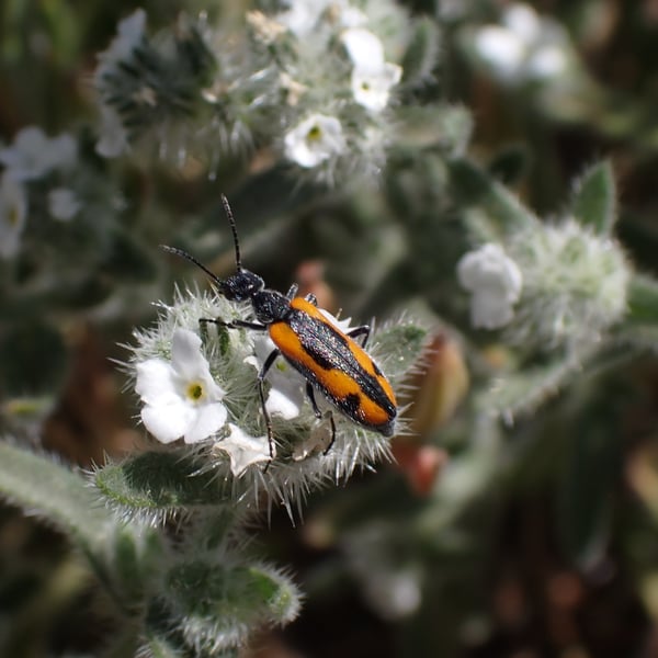 Eupompha elegans