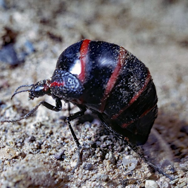 Megetra cancellata