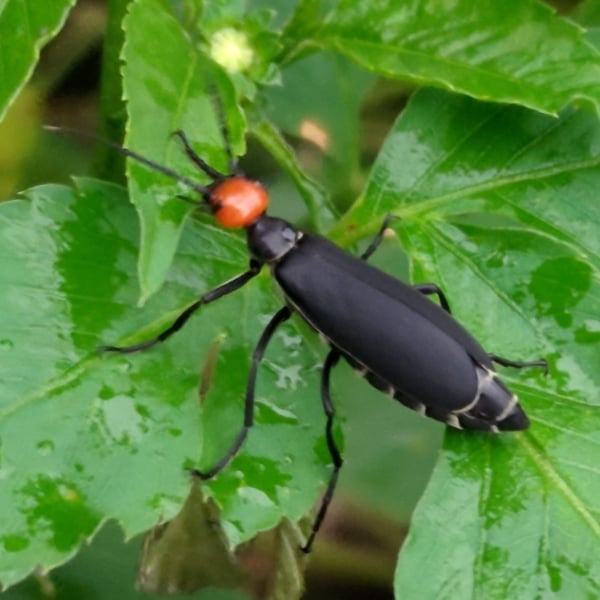 Epicauta hirticornis