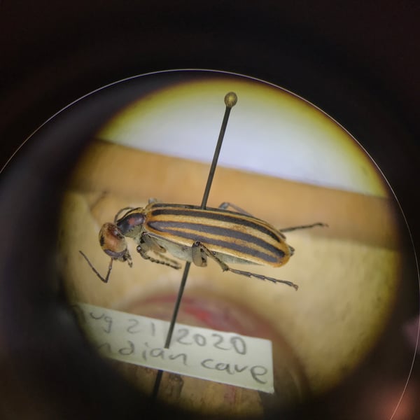 Epicauta vittata