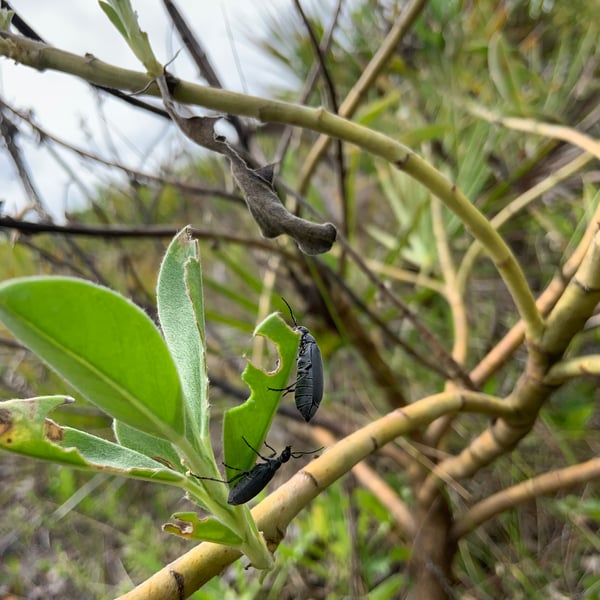 Epicauta funebris