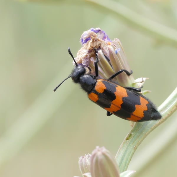 Mylabris variabilis