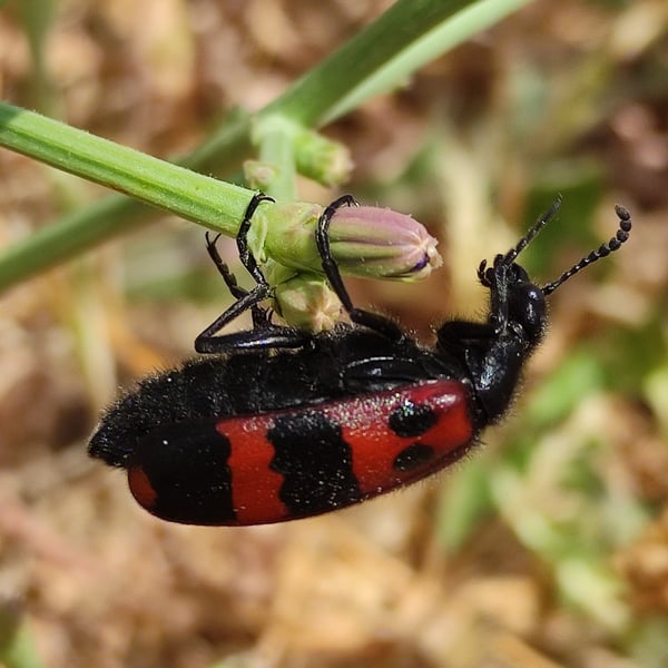 Mylabris quadripunctata