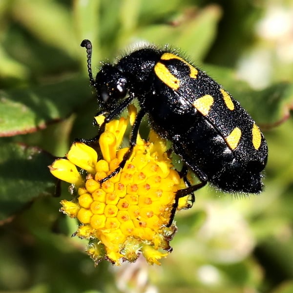 Ceroctis capensis