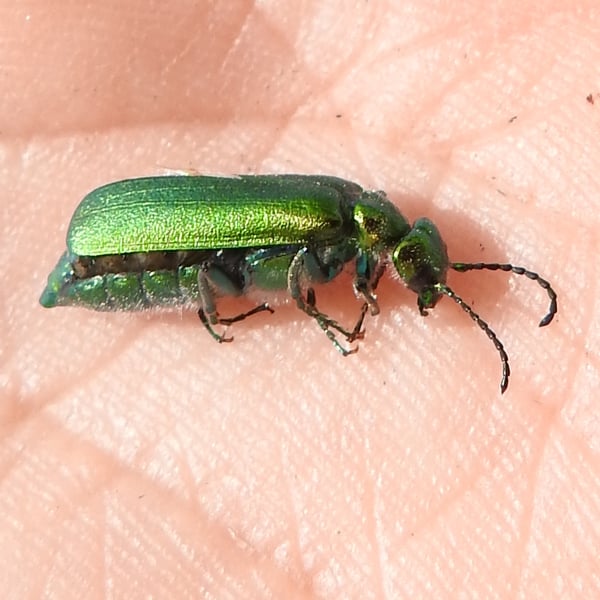 Lytta vesicatoria