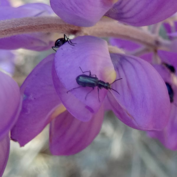 Lytta auriculata