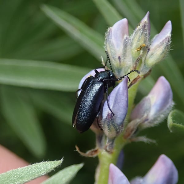 Lytta stygica