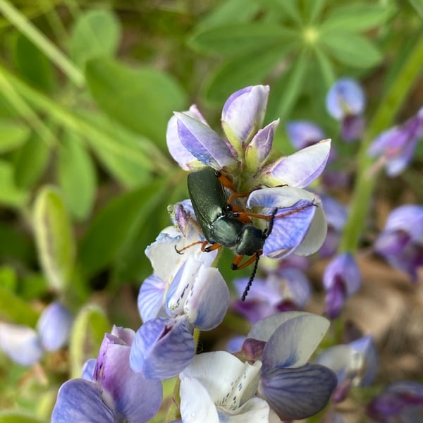 Lytta aenea