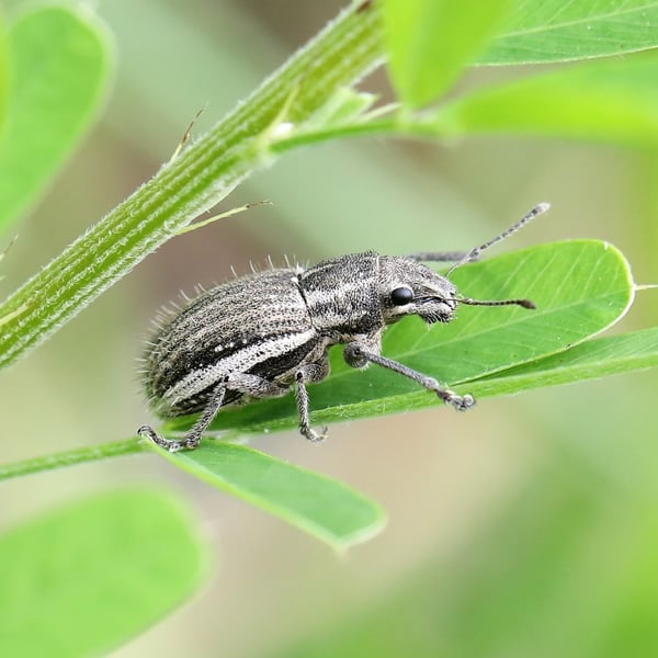 Naupactus leucoloma